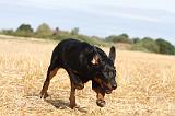 BEAUCERON - PUPPIES 043